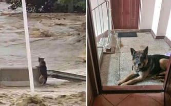 APEL O POMOC DLA OFIAR POWODZI! WIELKA AKCJA POMOCOWA DLA LUDZI I ZWIERZĄT! PILNIE POTRZEBNA POMOC! Pożywnienie Darem Serca