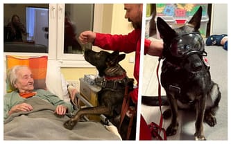 Wsparcie dla psów GRS PCK Trójmiasto