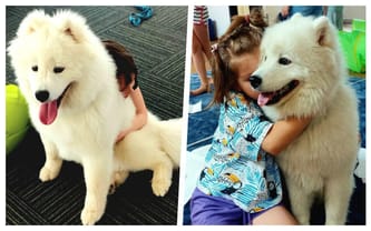 Zdrowie psychiczne i dogoterapia – razem dla lepszego jutra!