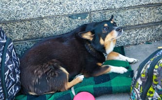 Dołącz do akcji ZWIERZĘTA Z DWORCA. Nie pozwól, by były głodne!