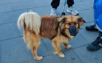 Dołącz do akcji ZWIERZĘTA Z DWORCA. Nie pozwól, by były głodne!