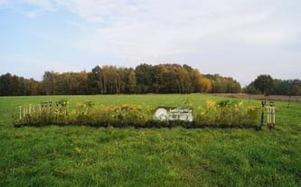 100 mln drzew dla Polski