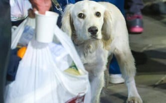 Zwierzęta z Dworca - pomóż nam. Nie pozwól, by były głodne! Fundacja Daj Herbatę