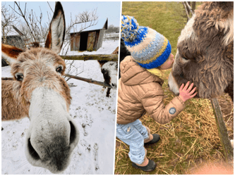 🫏 Dom dla Bochenka i Chałki – remontujemy lednicką oślą zagrodę!