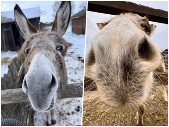 🫏 Dom dla Bochenka i Chałki – remontujemy lednicką oślą zagrodę!