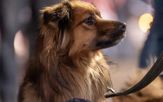 Dołącz do akcji ZWIERZĘTA Z DWORCA. Nie pozwól, by były głodne!