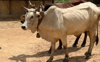 Pomóż Siostrze Marii ratować dzieci w zambijskim buszu.