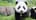 panda66