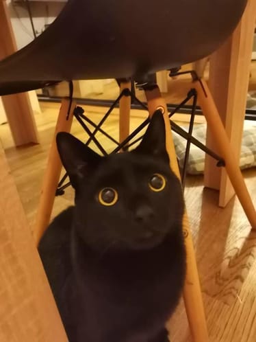 Zdjęcie główne wgrane przez użytkownika