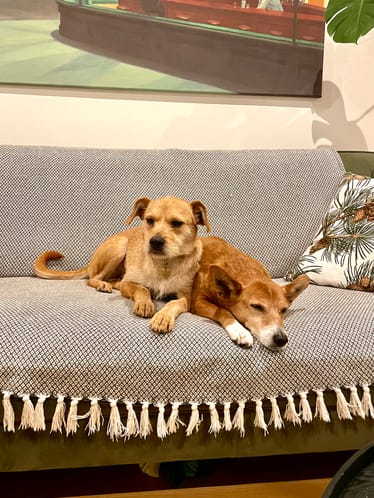 Zdjęcie główne wgrane przez użytkownika