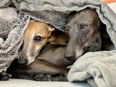 Zdjęcie główne wgrane przez użytkownika