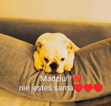 Zdjęcie główne wgrane przez użytkownika