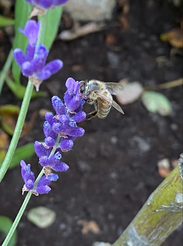 Main photo uploaded by the user