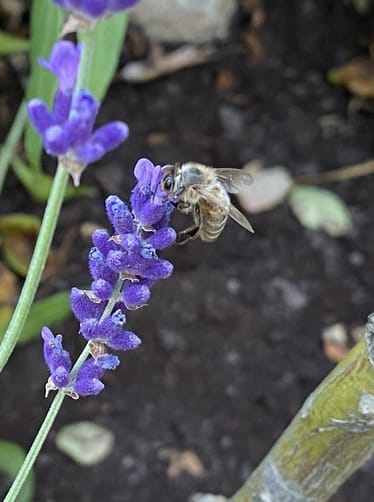 Main photo uploaded by the user