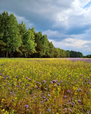 Zdjęcie główne wgrane przez użytkownika