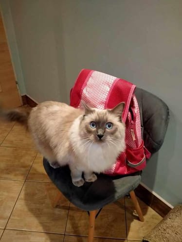 Zdjęcie główne wgrane przez użytkownika