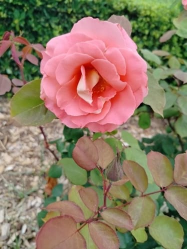 Main photo uploaded by the user