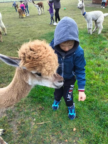 Zdjęcie główne wgrane przez użytkownika