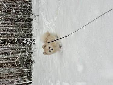 Main photo uploaded by the user