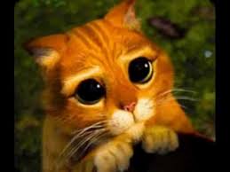 Main photo uploaded by the user