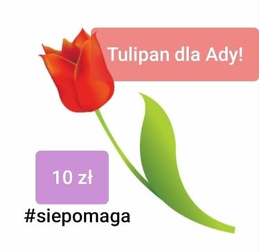 Zdjęcie główne wgrane przez użytkownika