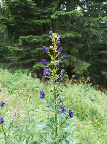 Main photo uploaded by the user