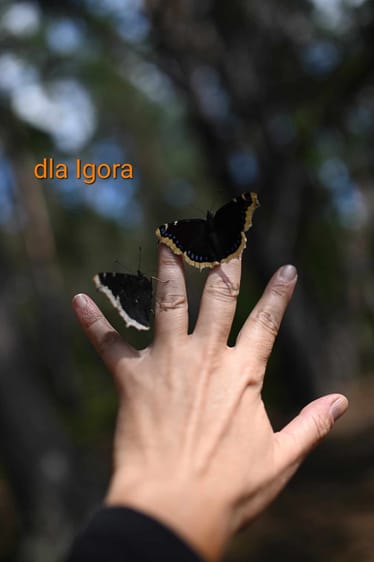 Zdjęcie główne wgrane przez użytkownika