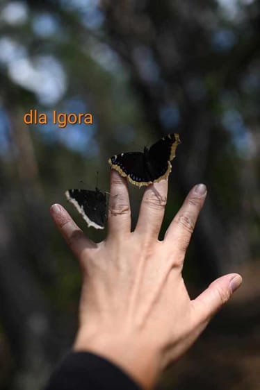 Main photo uploaded by the user