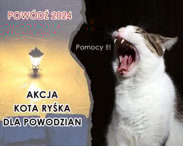 Zdjęcie główne wgrane przez użytkownika