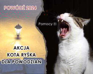 Zdjęcie główne wgrane przez użytkownika