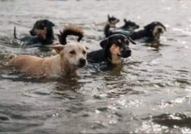 Zdjęcie główne wgrane przez użytkownika