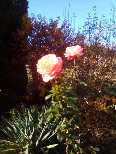 Main photo uploaded by the user