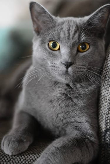 Zdjęcie główne wgrane przez użytkownika