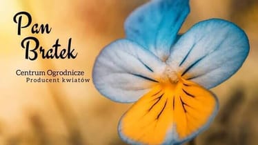 Zdjęcie główne wgrane przez użytkownika