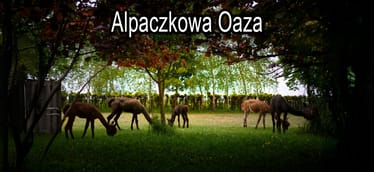 Zdjęcie główne wgrane przez użytkownika