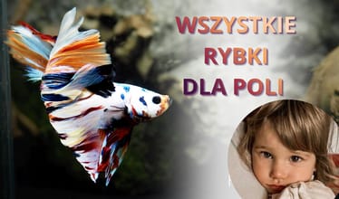 Main photo uploaded by the user