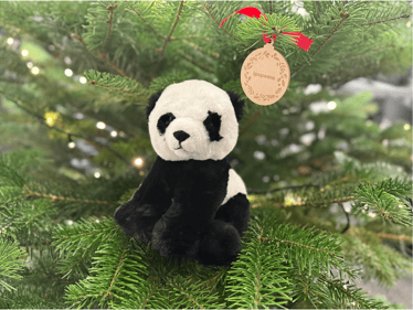 Zdjęcie główne wgrane przez użytkownika