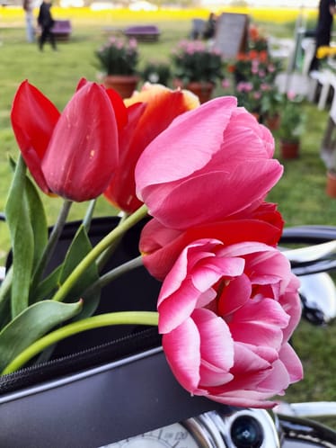 Zdjęcie główne wgrane przez użytkownika