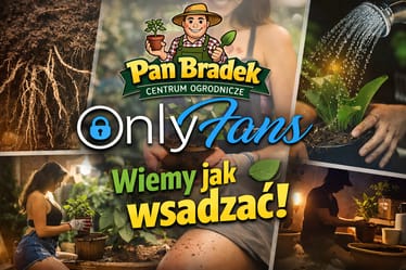 Zdjęcie główne wgrane przez użytkownika