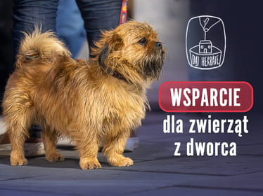 Dołącz do akcji ZWIERZĘTA Z DWORCA. Nie pozwól, by były głodne! - zdjęcie główne