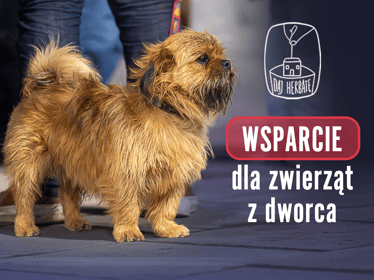 Dołącz do akcji ZWIERZĘTA Z DWORCA. Nie pozwól, by były głodne! - main photo