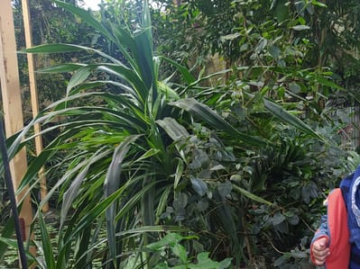 Adaś Senator - main photo