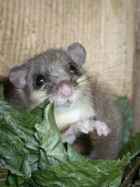 Fundacja Krogulec - Organization logo