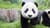panda66