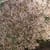 Maria Suda