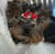 Gregor Sk-a