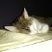 Avatar organizatora