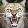 lynx