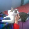 Antoni