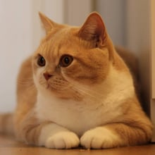 Jacek